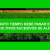 cultivos-de-alfalfa